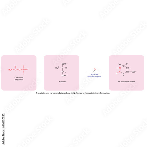 Biotransformation of Aspratate and carbamoyl phosphate to N-Carbamoylaspratate via enzymatic synthesis. Skeletal formula diagram showing metabolism of biochemical molecules for science and education.  photo