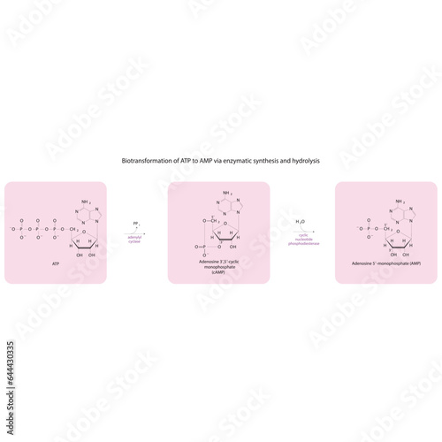 Biotransformation of ATP to AMP via enzymatic synthesis and hydrolysis. Skeletal formula diagram showing metabolism of biochemical molecules for science and education.  horizontal orientation. pink.