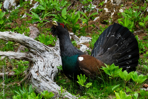 Western capercaillie (Tetrao urogallus) in the forest in Prevalje region, in Slovenia