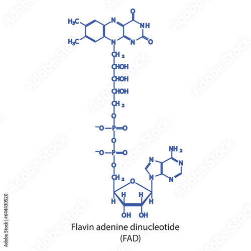 Structure of FAD (Flavin Adenine Dinucleotide) biomolecule, skeletal structure diagram on on white background. Scientific diagram vector illustration.