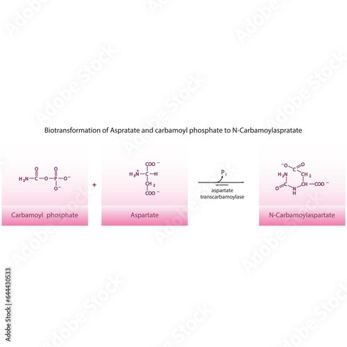Biotransformation of Aspratate and carbamoyl phosphate to N-Carbamoylaspratate via enzymatic synthesis. Skeletal formula diagram showing metabolism of biochemical molecules for science and education.  photo