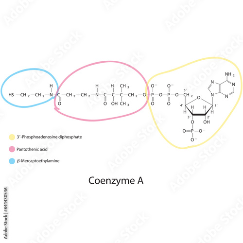 Structure of Coenzyme A showing β-Mercaptoethylamine, Pantothenic acid and 3P-ADP - biomolecule, co factor skeletal structure diagram on on white background. Scientific diagram vector illustration. photo