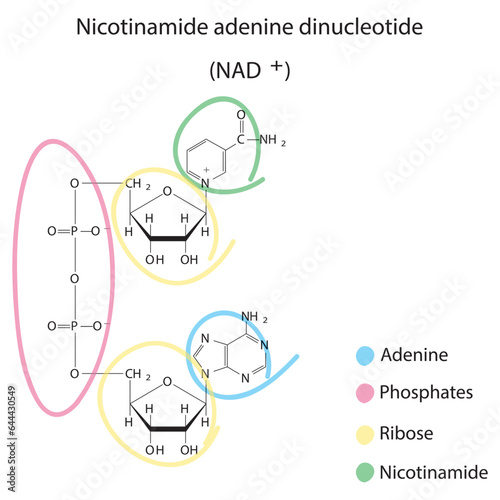 Structure of NAD+ (Nicotinamide adenine dinucleotide) showing nicotinamide, ribose and phosphate - biomolecule, skeletal structure diagram on on white background. Scientific diagram vector 