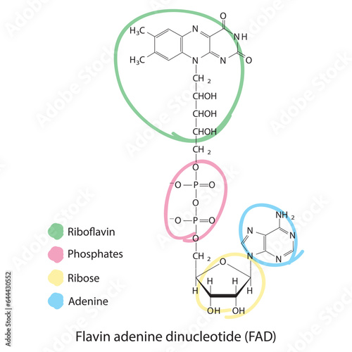 Structure of FAD (Flavin Adenine Dinucleotide) showing nicotinamide, riboflavin and phosphate - biomolecule, skeletal structure diagram on on white background. Scientific diagram vector illustration.