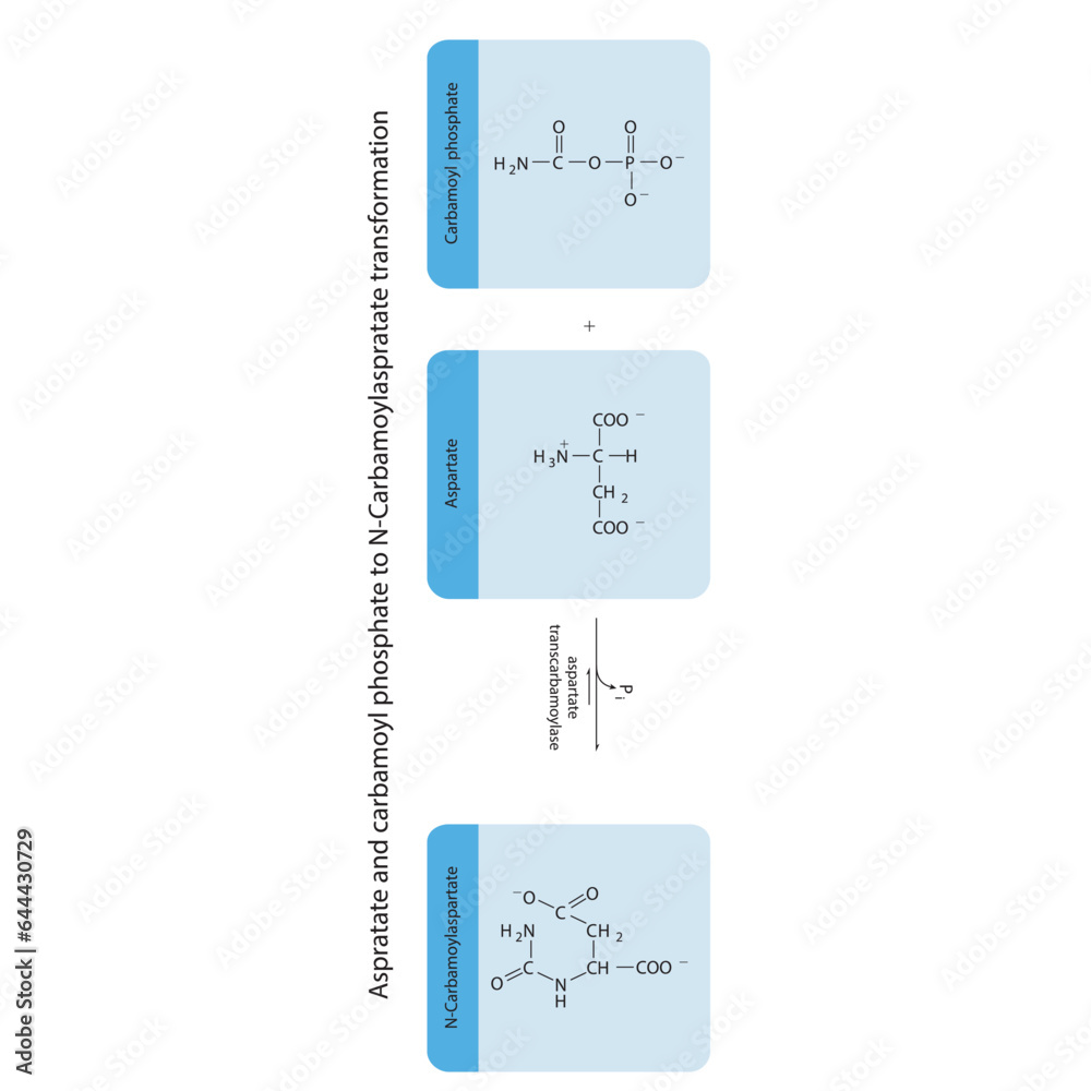 Biotransformation of Aspratate and carbamoyl phosphate to N