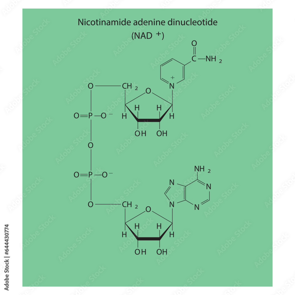 Structure of NAD+ (Nicotinamide adenine dinucleotide - biomolecule schemiatic skeletal structure diagram on on green background. Scientific diagram vector illustration.