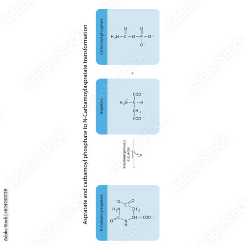 Biotransformation of Aspratate and carbamoyl phosphate to N-Carbamoylaspratate via enzymatic synthesis. Skeletal formula diagram showing metabolism of biochemical molecules for science and education. 
