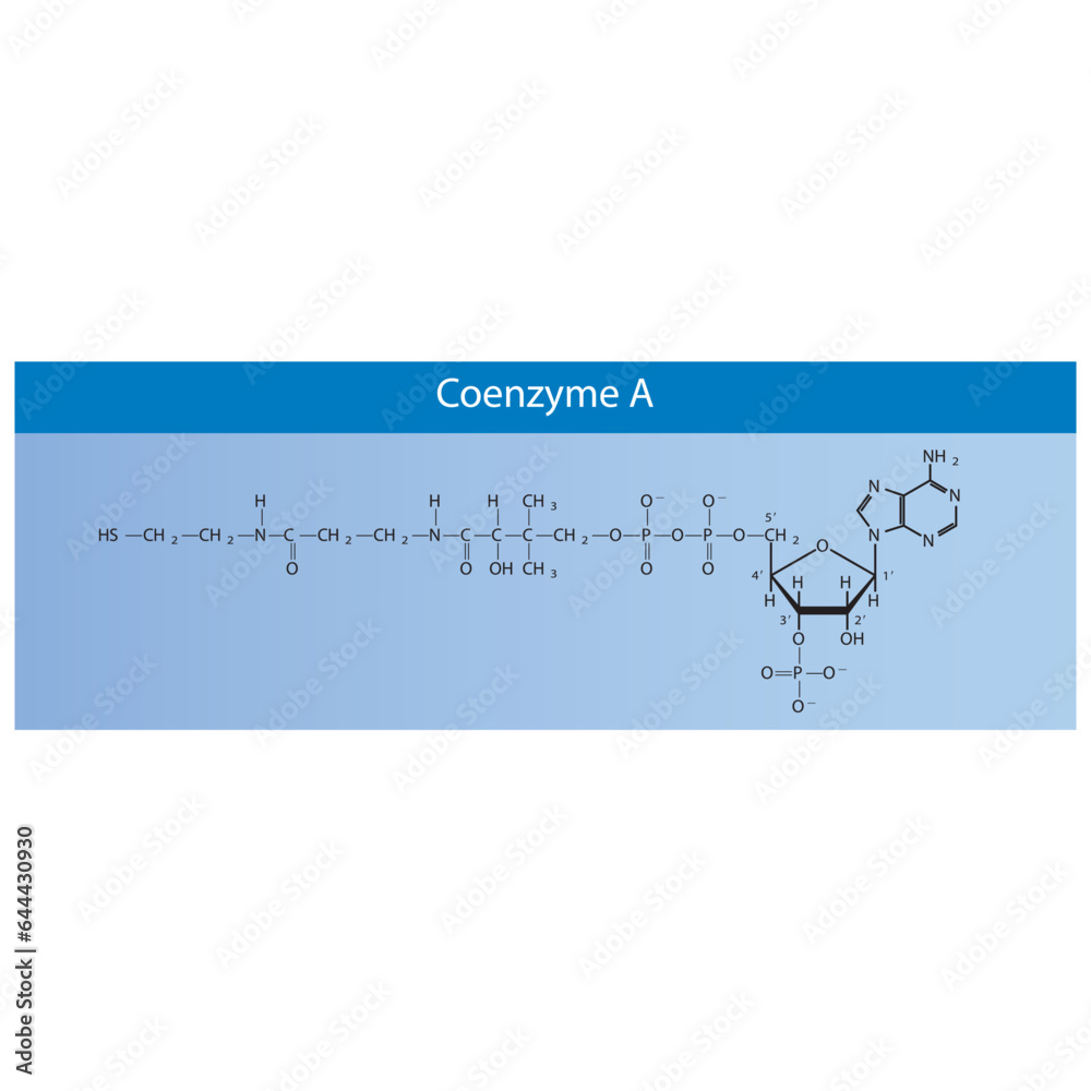 Structure Of Coenzyme A Biomolecule, Co Factor Skeletal Structure ...