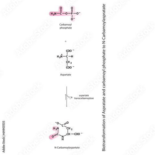 Biotransformation of Aspratate and carbamoyl phosphate to N-Carbamoylaspratate via enzymatic synthesis. Skeletal formula diagram showing metabolism of biochemical molecules for science and education. 