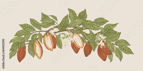 Floral garland with cocoa tree branch. Cocoa fruits and leaves. Vector plant illustration. Vintage. Colorful.