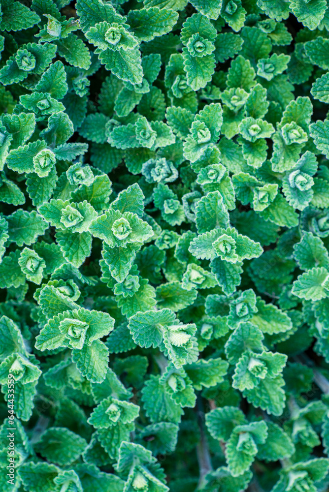 nepeta plant background in garden nepeta plant background in garden
