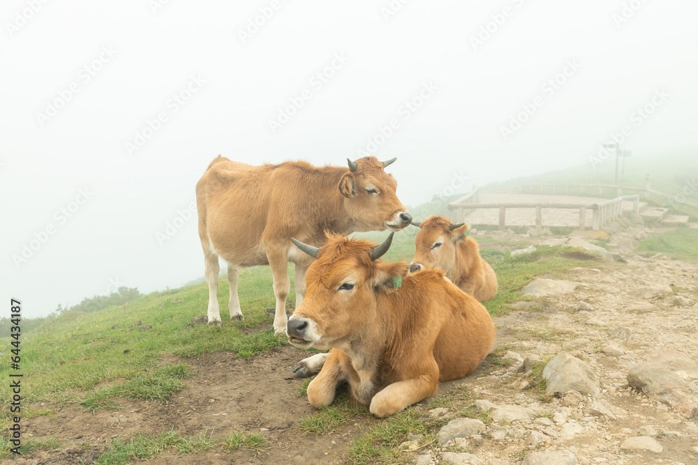 A group of 3 cows laying and grazing together in the foggy trailside of a green field. Asturias Spain Lagos de Covadonga.
