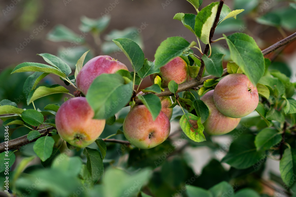a branch of an apple tree with apples ripening on it. fruit harvest a branch of an apple tree with apples ripening on it. fruit harvest