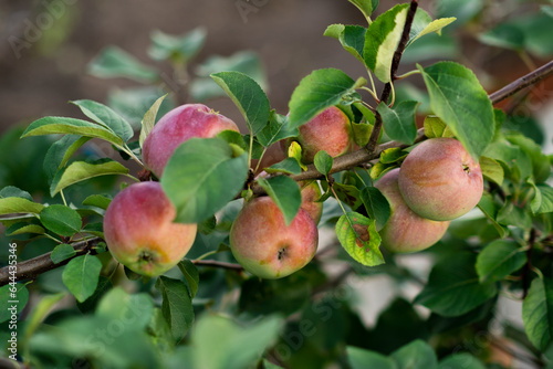 a branch of an apple tree with apples ripening on it. fruit harvest