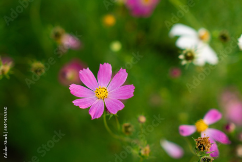 a cosmea flower on a green background