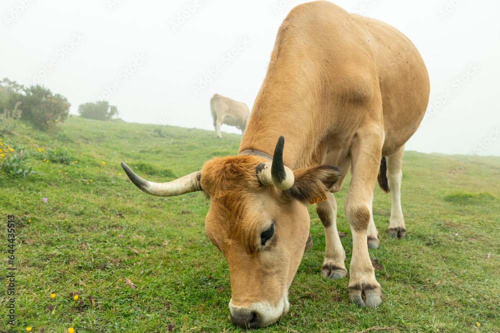 A large brown cow grazing in the beautiful and foggy landscape of los lagos de covadonga in Asturias Spain. This farm animal is eating in an open field of green grass.
