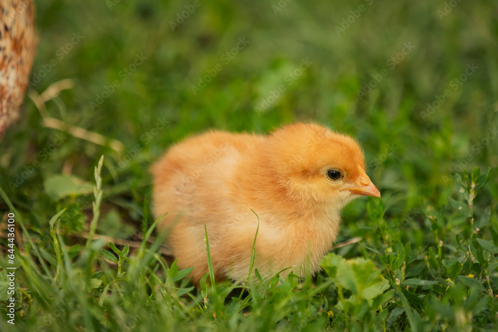 little chicken walks on the grass