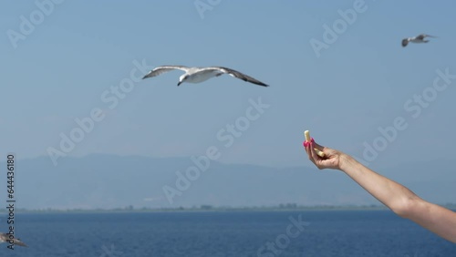 seagull taking a puff from a woman's hand in flight. detail. 4k video, 50 fps.