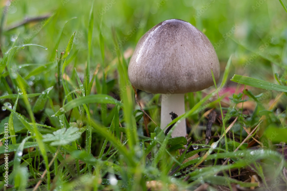 Volvariella volvacea, Straw Mushroom on green natural background Volvariella volvacea, Straw Mushroom on green natural background