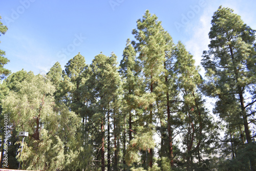 beautiful landscape with green pine trees in southern argentina