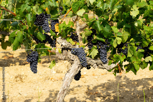 Vineyards for the production of artisanal wines