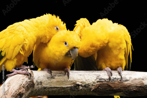 golden parakeet  Guaruba guarouba