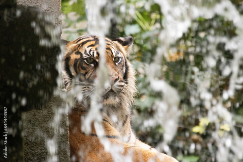 bengal tiger lies behind a waterfall