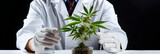 Cannabis Pflanze vor dem Arzt - KI generiert - Hintergrund Bild 
