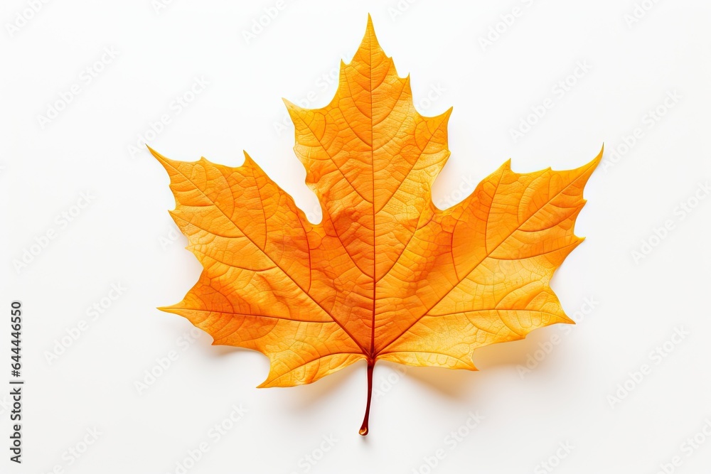 Autumn symbol. Autumnal elegance. Isolated maple leaf on white background. Fall finest Autumn symbol. Autumnal elegance. Isolated maple leaf on white background. Fall finest