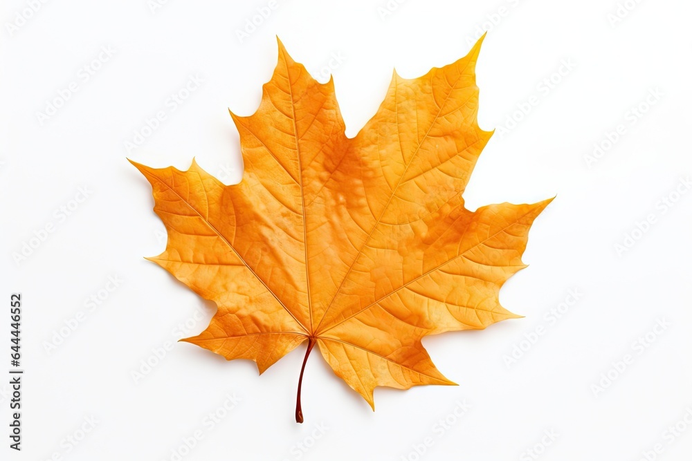 Autumn symbol. Autumnal elegance. Isolated maple leaf on white background. Fall finest