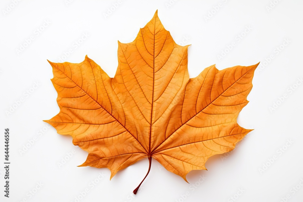 Fototapeta premium Autumn symbol. Autumnal elegance. Isolated maple leaf on white background. Fall finest