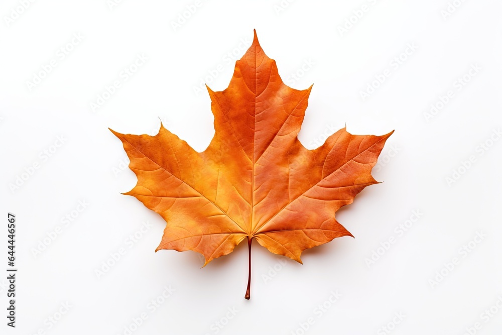 Fototapeta premium Autumn symbol. Autumnal elegance. Isolated maple leaf on white background. Fall finest
