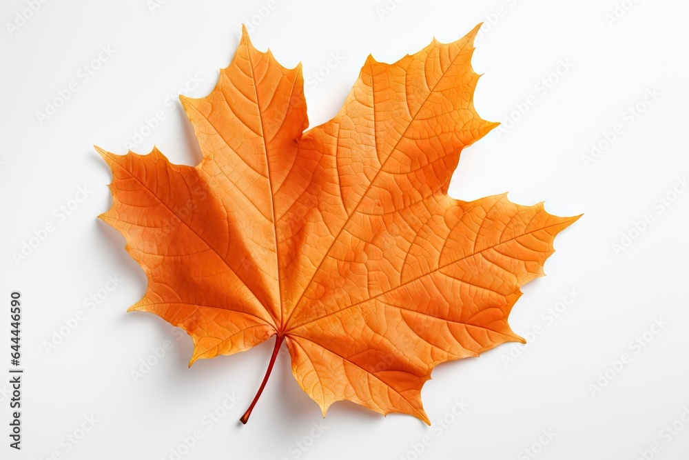 Fototapeta premium Autumn symbol. Autumnal elegance. Isolated maple leaf on white background. Fall finest