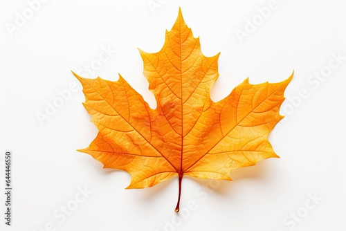 Autumn symbol. Autumnal elegance. Isolated maple leaf on white background. Fall finest