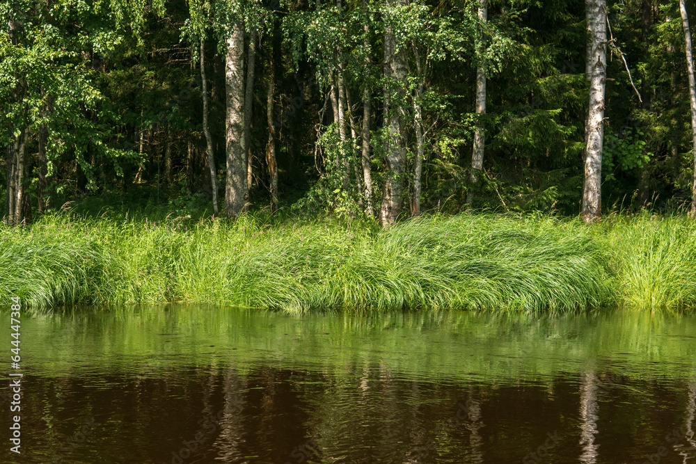 natural landscape, grassy wooded shore of the forest river, view from the water on a sunny day natural landscape, grassy wooded shore of the forest river, view from the water on a sunny day