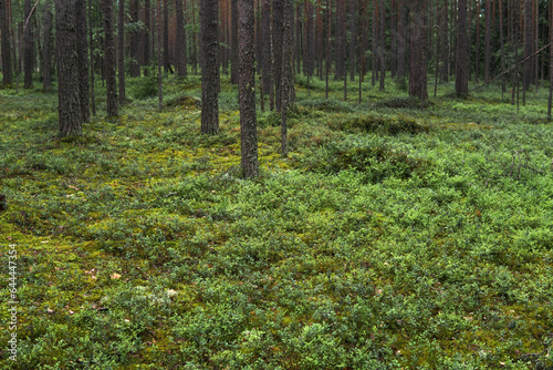 natural landscape  pine boreal forest with moss undergrowth  coniferous taiga