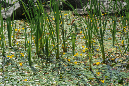 surface of the pond is overgrown with sedge and yellow water lilies photo