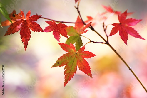 鮮やかな秋の紅葉