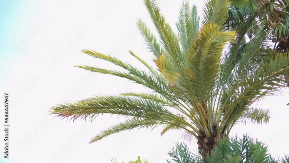 Low angle view of palm tree with waving branches against the sky. Low angle view of palm tree with waving branches against the sky.
