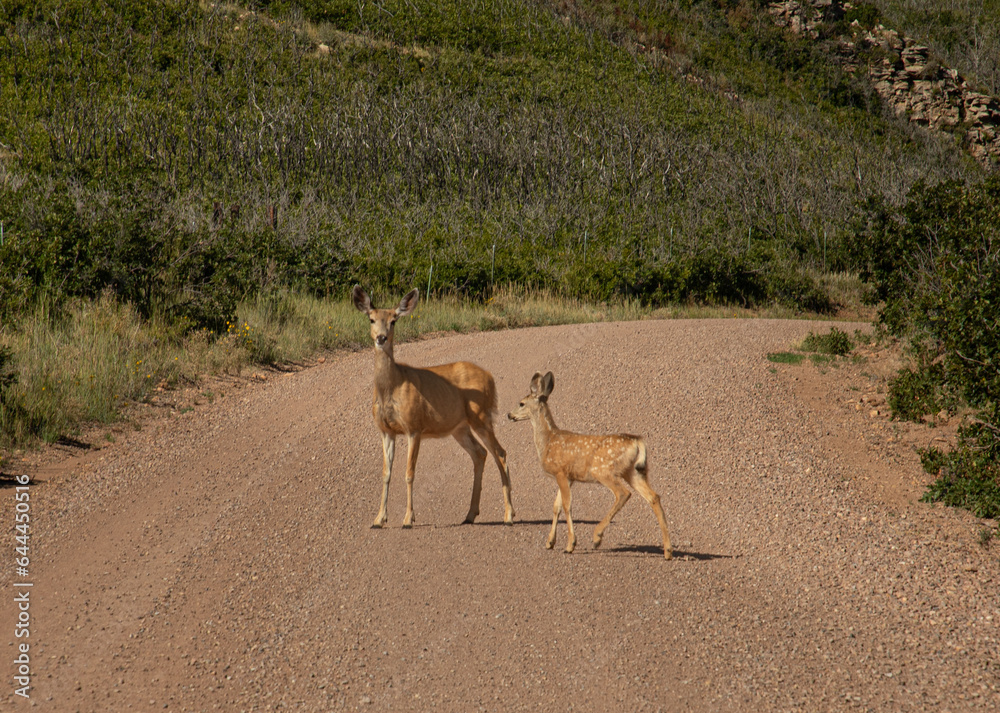 Mule deer in the San Isabel National Forest of Colorado Mule deer in the San Isabel National Forest of Colorado