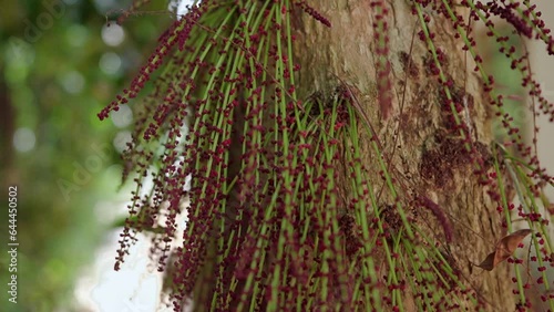 muttipazham, baccaurea courtallensis is a tropical fruit tree. the stem of the tree will be covered with flowers while blossoming and fruit when it is time. Its a beautiful sight when this happen  photo