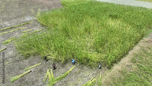 Aerial view of agriculture and jute field in Barisal, Bangladesh. photo