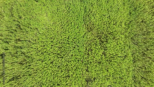 Aerial view of agriculture and jute field in Barisal, Bangladesh. photo