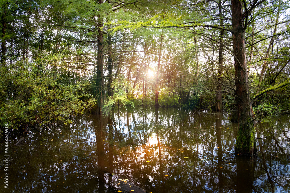 Urzeitlicher Wald