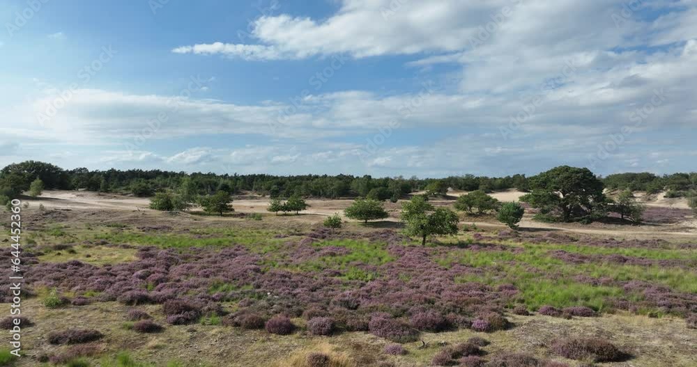 Aerial drone view on Dutch heather landscape in The Netherlands. Aerial drone view on Dutch heather landscape in The Netherlands.