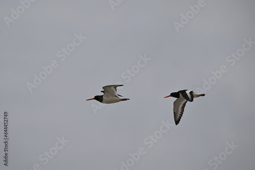 a pair of oystercatcher birds flying