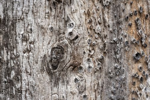 Beautiful background and textured of Fagraea Fragrans, Ironwood, or Tembusu bark details with deeply fissured bark tree. photo