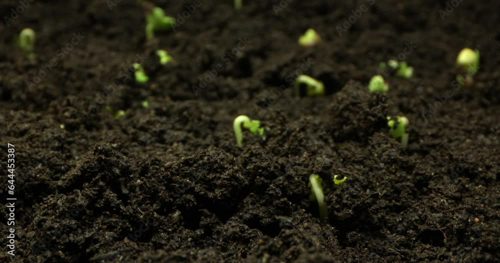 Timelapse Journey of Dynamic Plant Growth: The Birth of New Life in Nature. High quality 4k footage Timelapse Journey of Dynamic Plant Growth: The Birth of New Life in Nature. High quality 4k footage