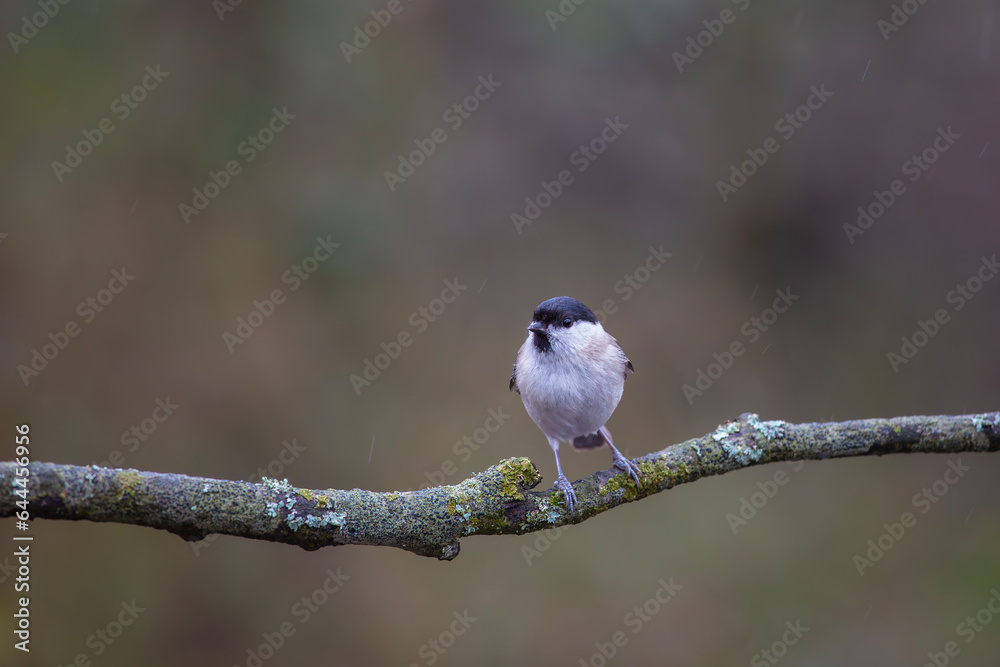 Naklejka premium very tiny delicate bird on a single branch, Marsh Tit, Poecile palustris