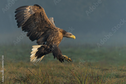 Eagle flying. White tailed eagles (Haliaeetus albicilla) flying at a field in the forest of Poland searching for food on a foggy autumn morning. photo